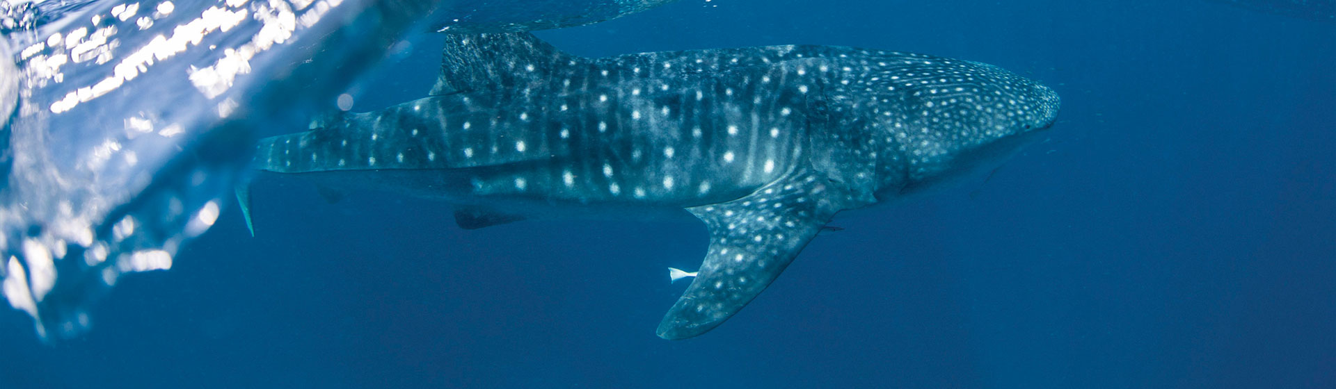 A whale shark swimming near the surface of the ocean in Ningaloo Reef
